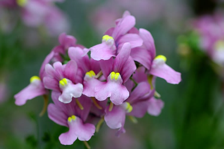 宿根ネメシア Nemesia Caerulea Flower Photograph