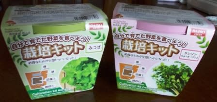 栽培キット ちらり ん日記