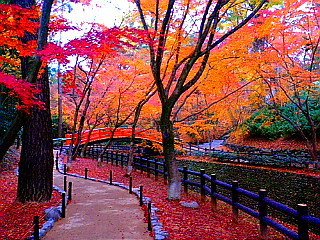 北野天満宮のお土居のもみじ