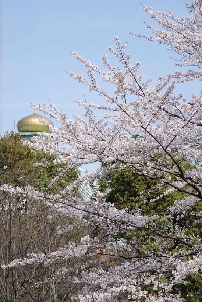 日本武道館の擬宝珠 ぎぼうし と桜 都内散歩 散歩と写真