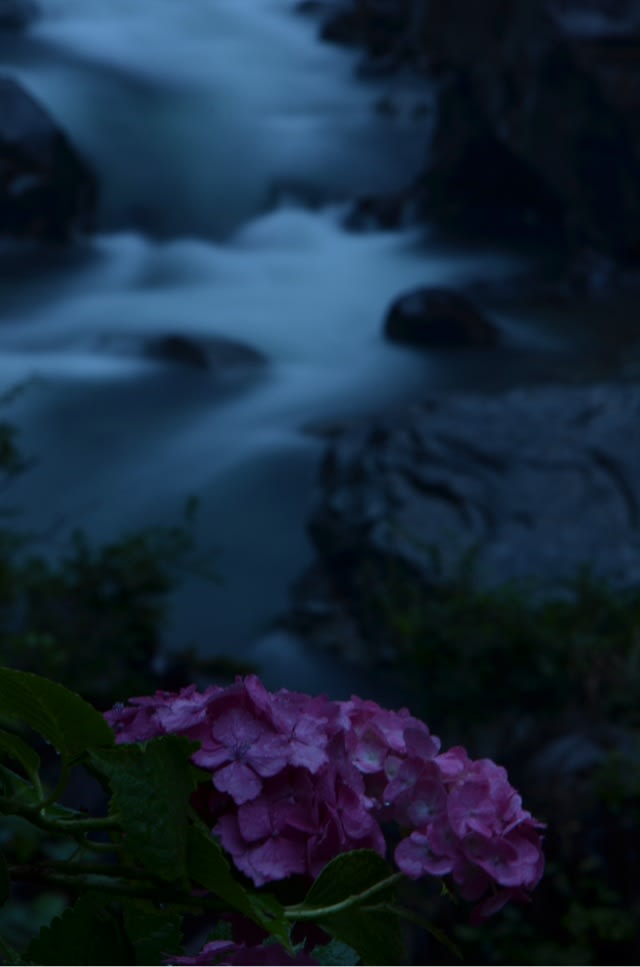 雨の中の板取の紫陽花 徳兵衛茶屋 板取川 Itadori Tokubeichaya
