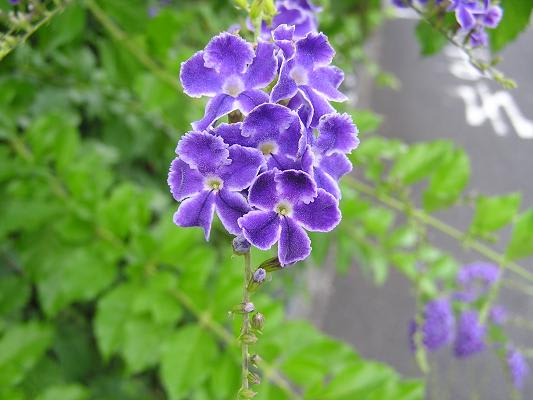 ジュランタ タカラヅカ 宝塚 の花 らいちゃんの家庭菜園日記