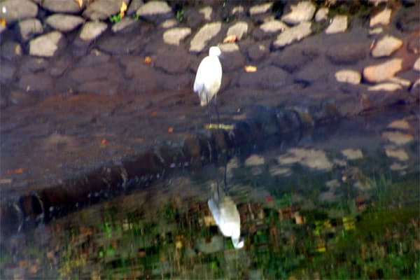 餌はあるかな