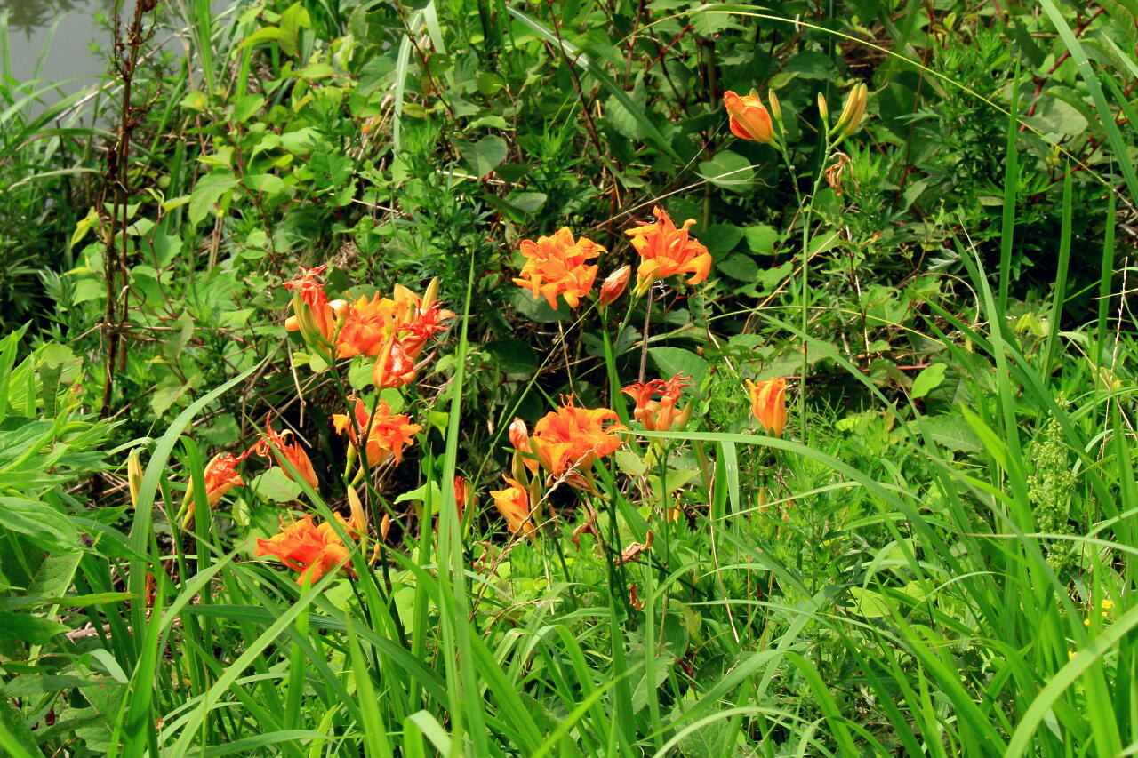 季節の花　ヤブカンゾウの画像