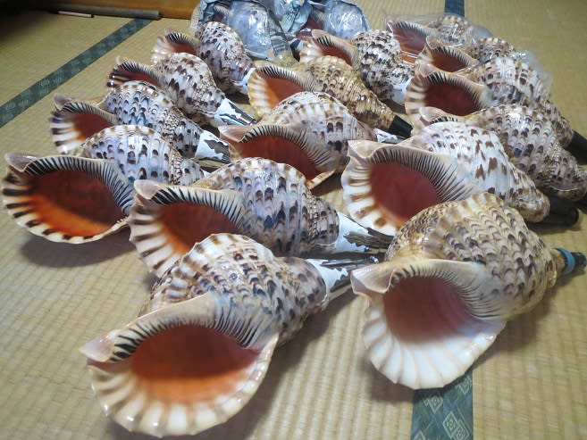 法螺貝（ほらかい）が年々入手しずらくなっています。今回は1年振りに7 