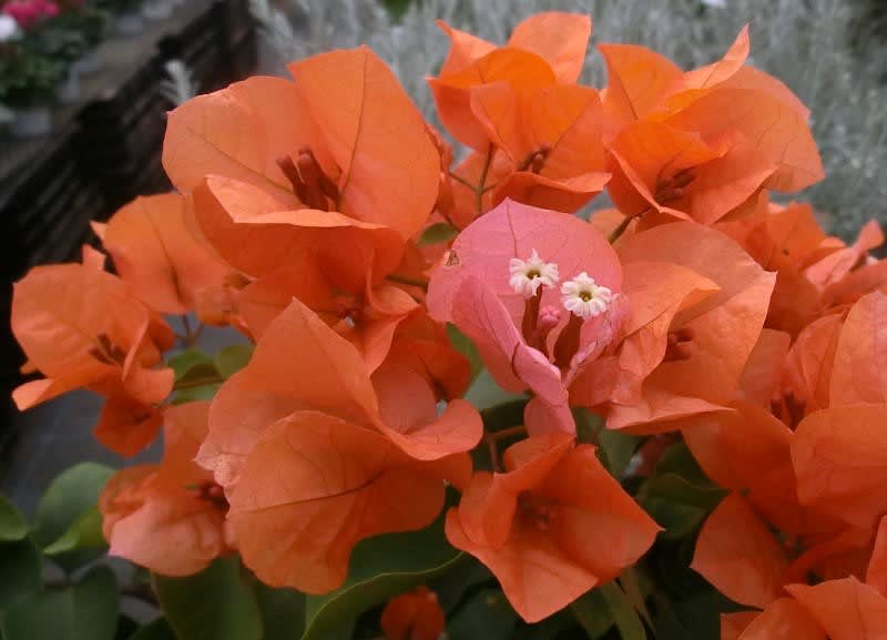 オレンジ色のブーゲンビリアの花は ブーケ