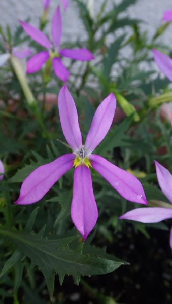 イソトマ 趣きある星形の花は7月15日の誕生花 Aiグッチ のつぶやき イソトマ 趣きある星形の花は7月15日の誕生花 Aiグッチ のつぶやき