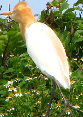 080425egret1