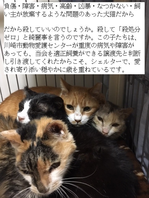 殺処分ゼロ 定義明確に 譲渡困難な犬猫除外 環境省 動物たちにぬくもりを