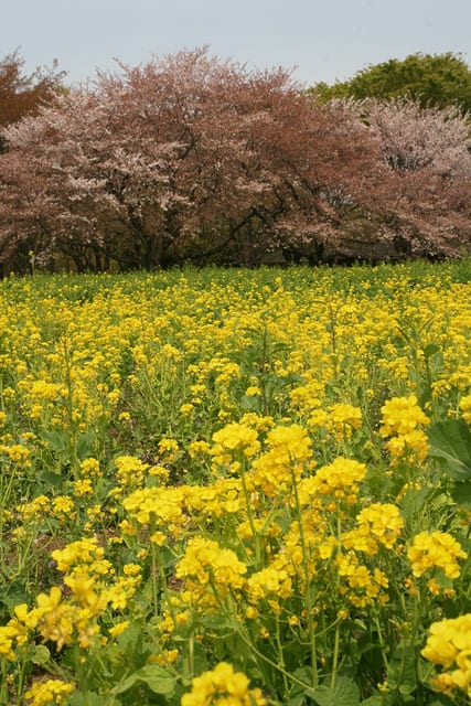 FF2014ソメイヨシノと菜の花.JPG