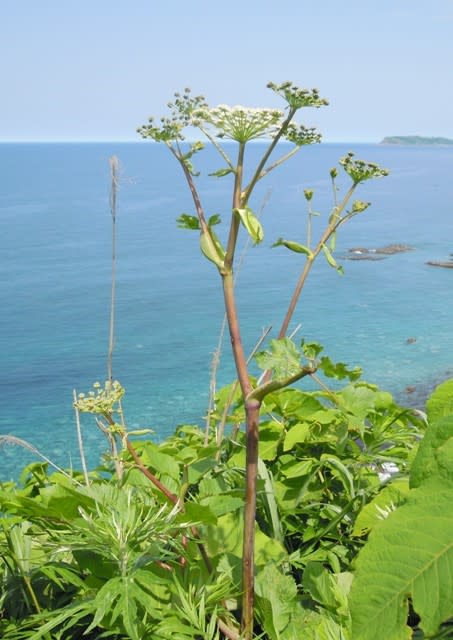 北海道の花 アマニュウ１ 井伊影男の植物観察