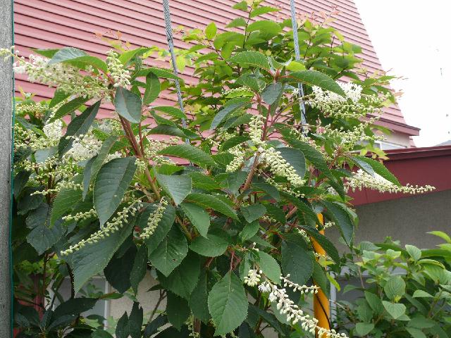 リョウブ 令法 Peaの植物図鑑