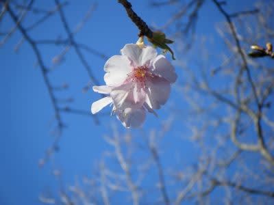河津桜 退屈しないように シニアの暮らし