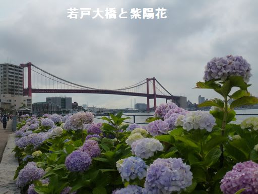 紫陽花で菖蒲 高塔山のあじさい 北九州市若松区 よっちゃんのおててつないで
