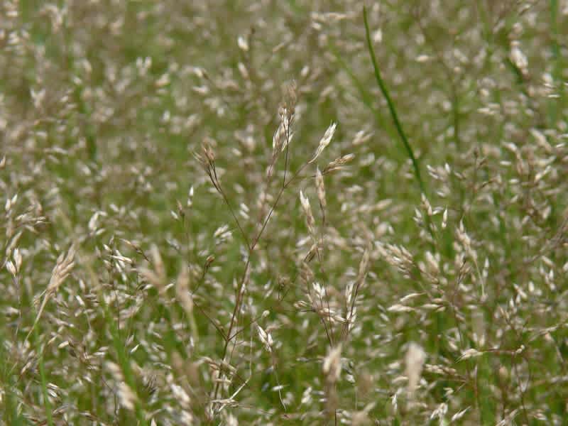 HAYASHI-NO-KO