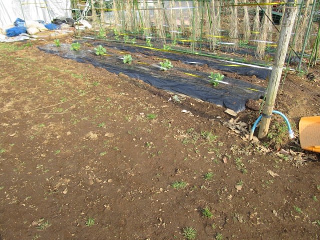 1月14日 草むしり ビギナーの家庭菜園