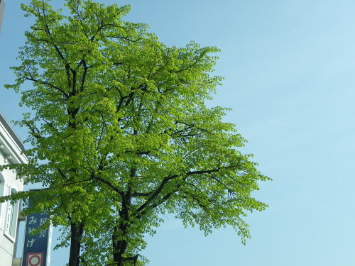大名町　シナノキ（科の木、級の木）の新緑