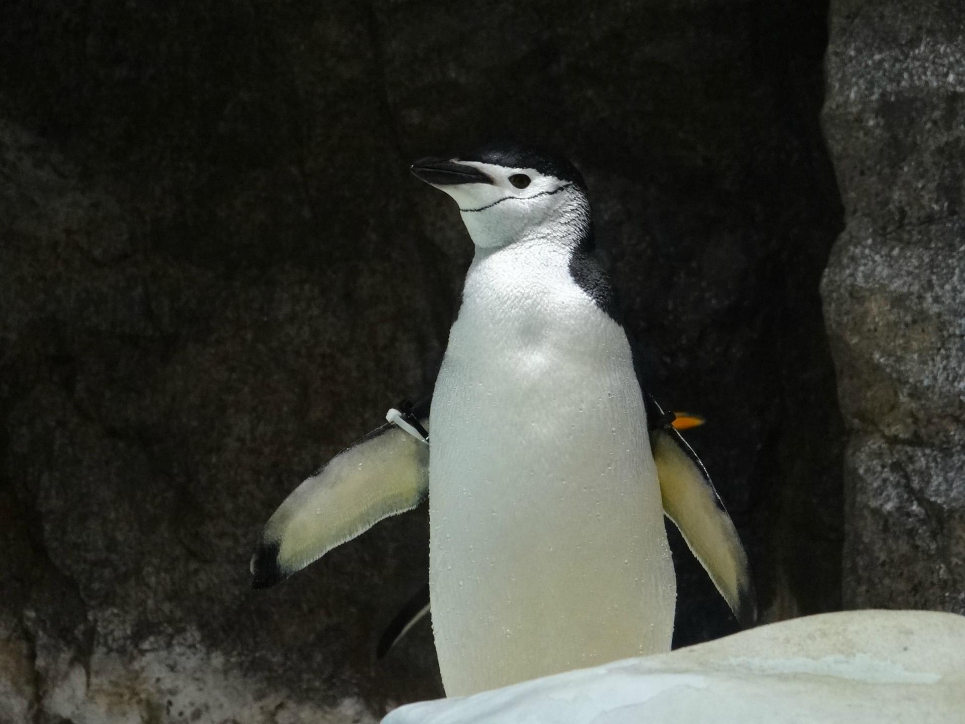日本の水族館で見れるペンギンまとめ Who Is Liena 水属ギタリスト 音楽と水族館と動物と