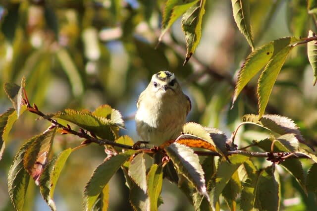 アメリカキクイタダキ Golden Crowned Kinglet 感動は命の肥し