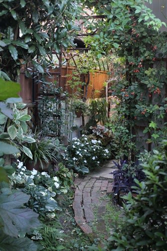 古くて 日陰で 狭い庭は 何かと超大変 白絹病 小さな庭の小さな幸せ チャッピーのバラ庭より