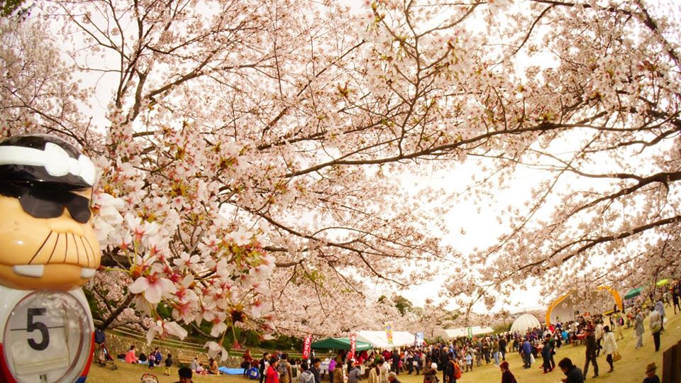大阪府池田市の五月山公園では桜が満開でタイミング良く 桜祭り を絶賛開催中なのだ Bakabon Photo Gallery