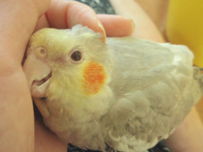 暑さにご用心 インコのひなの部屋