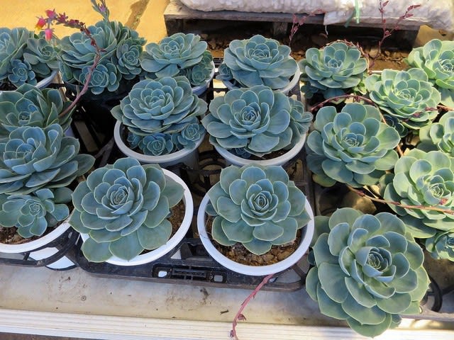 各種植え込み 多肉植物 春夏秋冬 花 Mikio 各種植え込み 多肉植物 春夏秋冬 花 Mikio