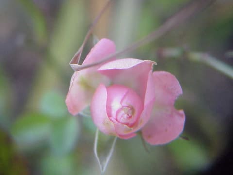 去年の花とめんまと ねこぼんのう ねこのめんまは猫じゃない