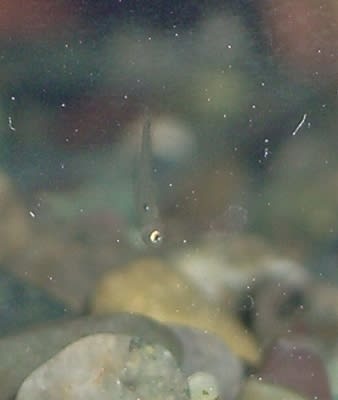 水槽画像 ウシヨシノボリの稚魚 ２００９ ６ ２９ かっちゃんのお魚ブログ