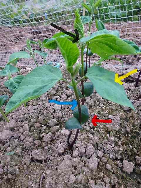 黒豆の摘心は 定植は 何時がいい と生姜を漬けたこと 園芸大好きｓａｋｋｏの記録