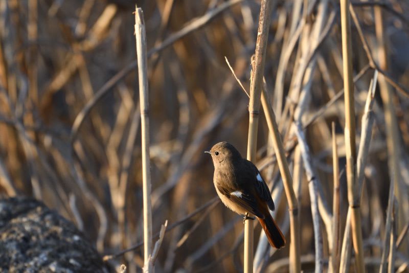 葛西臨海公園 鳥類園で 野鳥撮りの練習をしてみた 1月22日 週末は イングリッシュガーデン で ブログ版