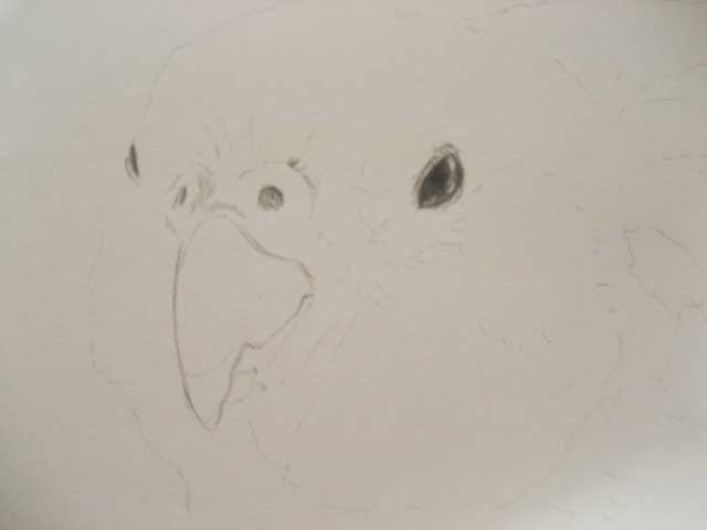 鉛筆でお家の鳥さんを描いてみよう 第1回目 鳥道楽 ネケネケ