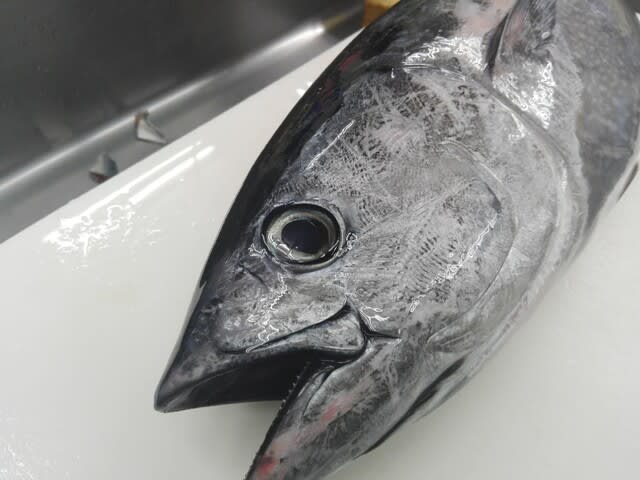 閲覧注意 クロマグロとディディモゾイド 俺 隠岐に立つ