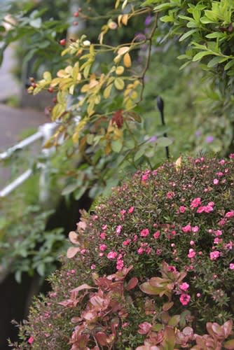 １０月の門扉周りの様子 咲いてきたギョリュウバイ エンジェル ハートなど 小さな庭の小さな幸せ チャッピーのバラ庭より