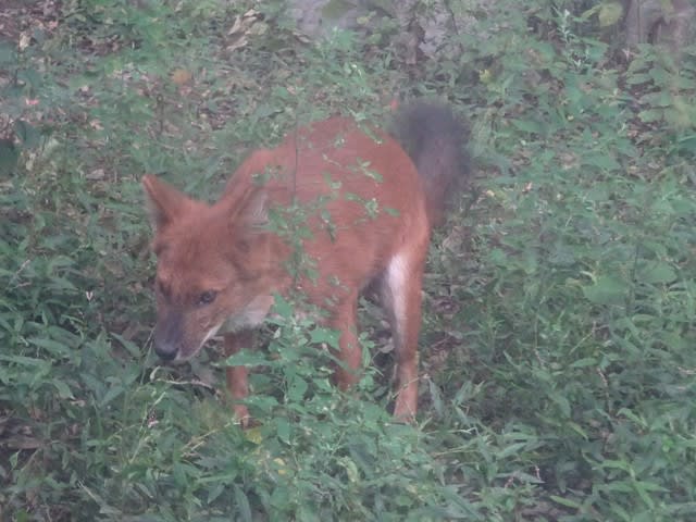 ドール 犬 キツネに似ています ひまわり ドール 犬 キツネに似ています ひまわり