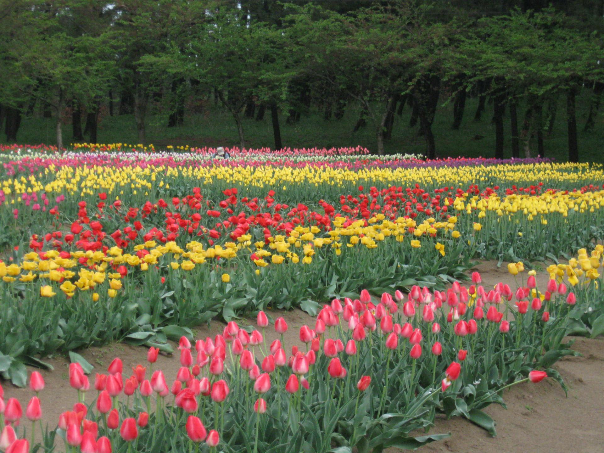 いこいの村チューリップ 山形県庄内地方在住の会社員 普段の生活の日記です いこいの村チューリップ 山形県庄内地方在住の会社員 普段の生活の日記です