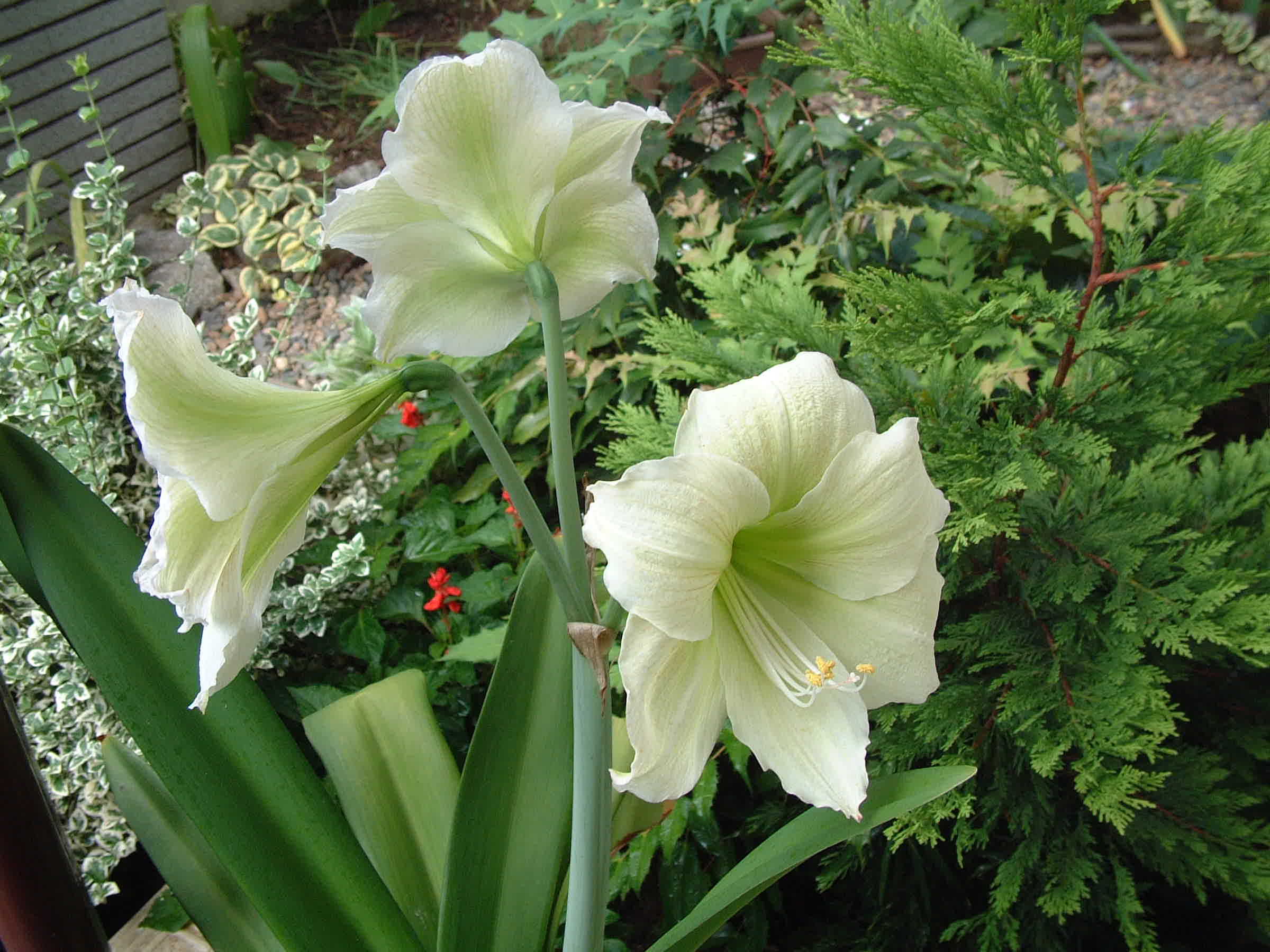 アマリリス 白 季節の花