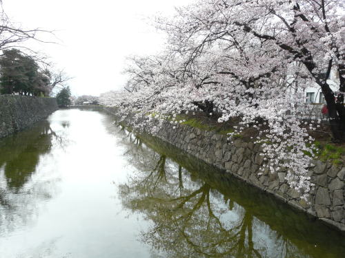 松本城の桜