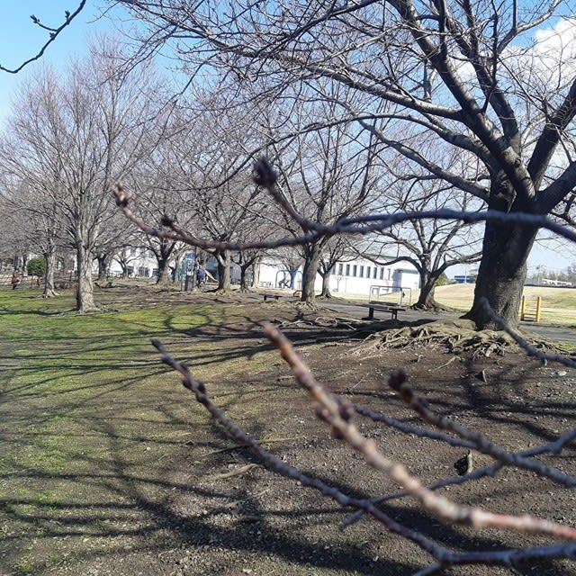 2月17日さむかわ中央公園桜状況 寒川町商工会 公式ブログ