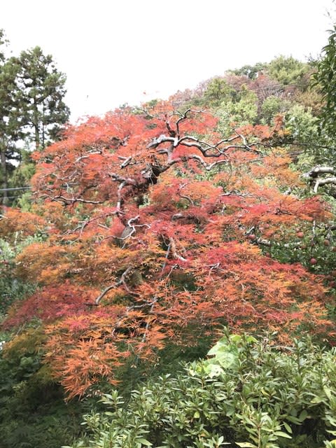 老木もみじ今年も紅葉しました 林檎ダイアリー