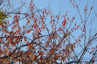 真っ赤に紅葉した桜の木、もう直ぐ散りそう！