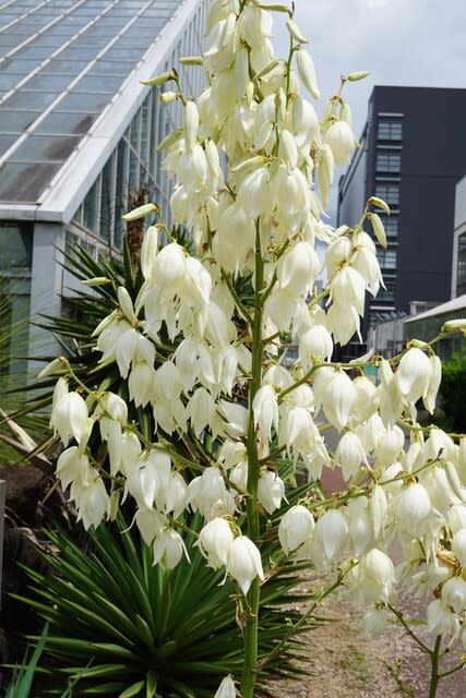 夏の花:イトラン - 田舎へ行ってご/見てご! 夏の花:イトラン - 田舎へ行ってご/見てご!