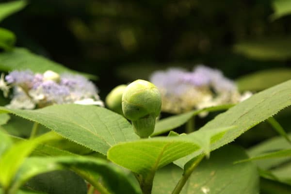 玉紫陽花