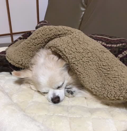 コンプリート トンキー 犬 髪型
