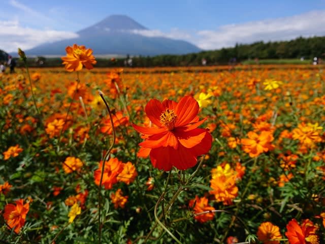 オレンジコスモスと富士山 気楽に山歩き