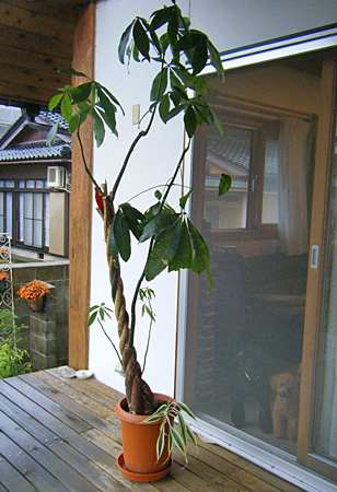 もらった観葉植物だけど 今日のおしゃべり もらった観葉植物だけど 今日のおしゃべり