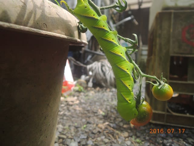 トマトを食べている青虫 山里の暮らし