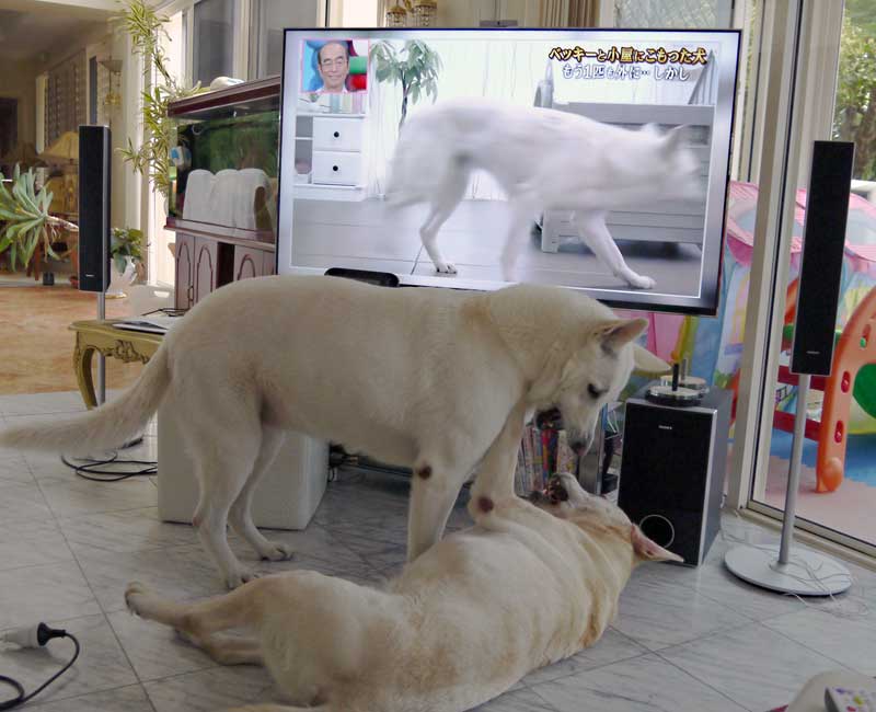 13年7月のブログ記事一覧 オパールカズの おしゃれライフ ｉｎ 海外 旅とホワイトシェパードとラブ犬