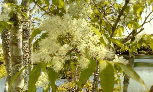 トネリコの花満開 カルス