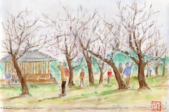 ３月１１日の梅 ぼくらの日記絵 絵心伝心
